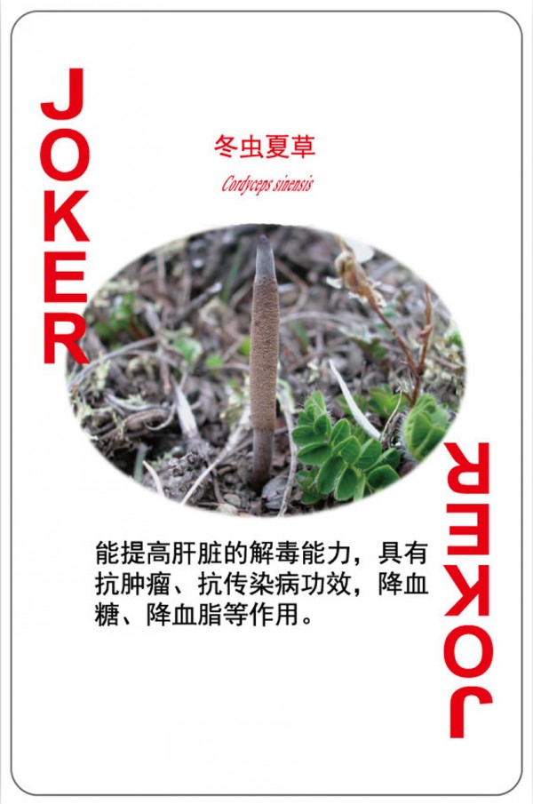 营养科普广告扑克制作